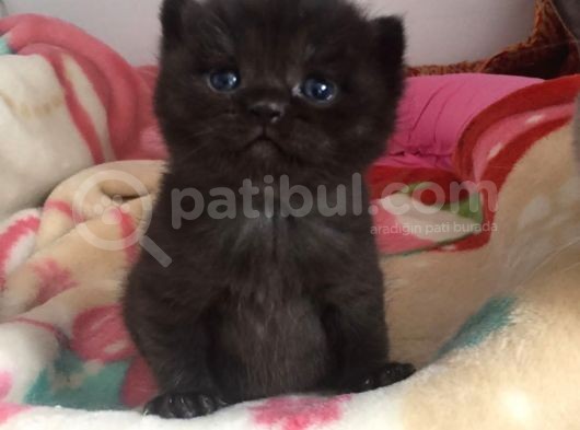 Yavru British Shorthair/Scottish görsel