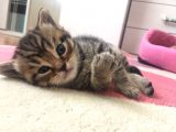 Yavru British Shorthair/Scottish