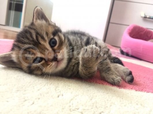 Yavru British Shorthair/Scottish görsel