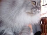 British Longhair Silver Dişi