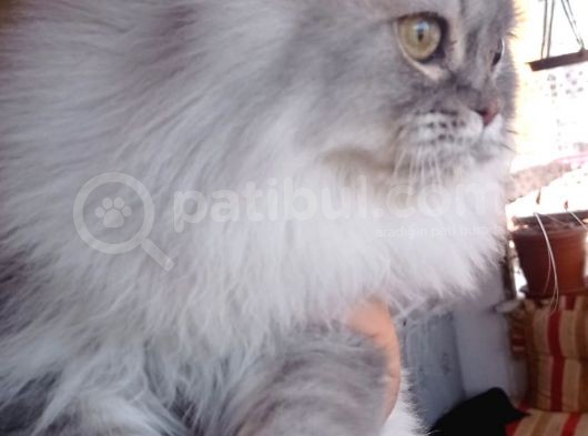 British Longhair Silver Dişi