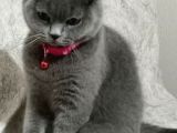 Scottish Fold Dişi