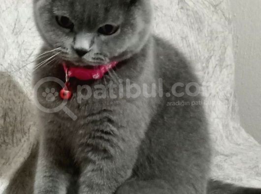 Scottish Fold Dişi