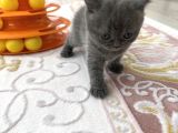 2 Aylik Bri̇ti̇sh  Shorthai̇r
