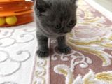 2 Aylik Bri̇ti̇sh  Shorthai̇r