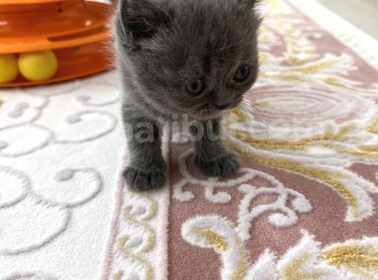 2 Aylik Bri̇ti̇sh  Shorthai̇r görsel