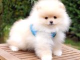 Pomeranian Boo Teddy Bear Yavrular