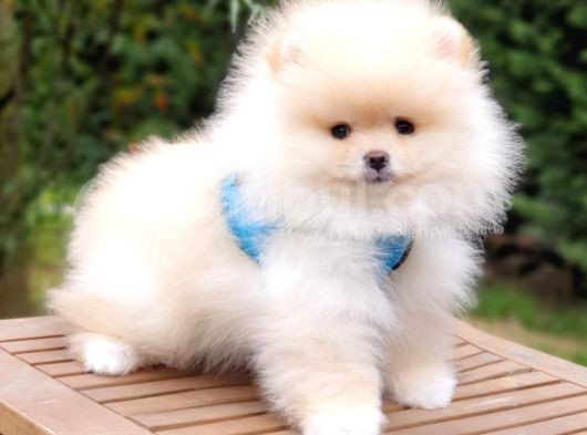 Pomeranian Boo Teddy Bear Yavrular görsel