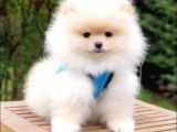 Pomeranian Boo Teddy Bear Yavrular