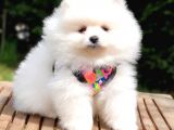 Pomeranian Boo Pasaportlu Karneli Yavrularımız