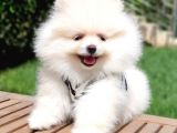 Pomeranian Boo Pasaportlu Karneli Yavrularımız