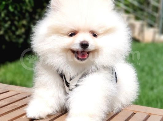 Pomeranian Boo Pasaportlu Karneli Yavrularımız görsel