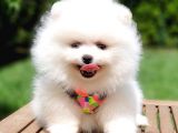 Pomeranian Boo Pasaportlu Karneli Yavrularımız