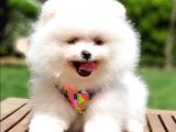 Pomeranian Boo Pasaportlu Karneli Yavrularımız