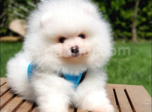 Pomeranian Boo Teddy Bear Yavrular görsel