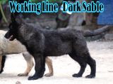 Nadir Ve Özel Dark Sable Working Line
