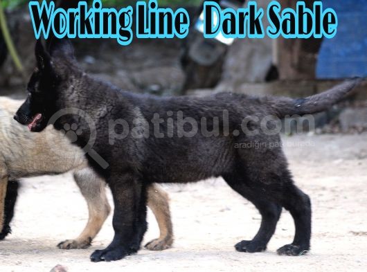 Nadir Ve Özel Dark Sable Working Line görsel