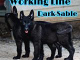 Nadir Ve Özel Dark Sable Working Line