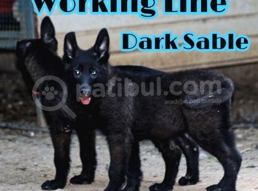 Nadir Ve Özel Dark Sable Working Line görsel