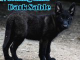 Nadir Ve Özel Dark Sable Working Line