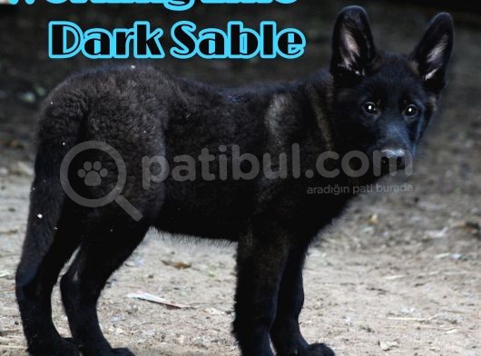 Nadir Ve Özel Dark Sable Working Line görsel