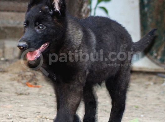Nadir Ve Özel Dark Sable Working Line görsel