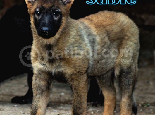 Nadir Ve Özel Dark Sable Working Line görsel