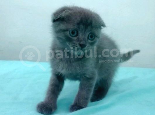 Izabella & Beatrice Özel Üretim Güzellik Kraliçesi görsel