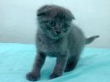 Mavi Rus - Scottish Fold Süper Irk Yavrular