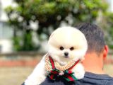 Ayı Surat Pomeranian Boo Yavrularımız