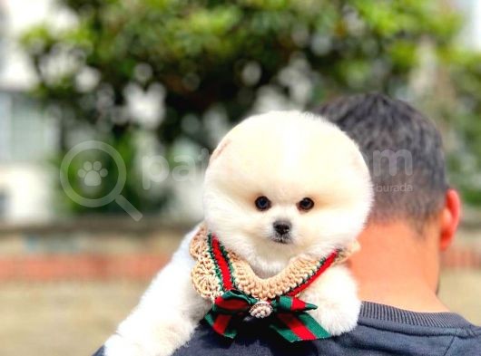 Ayı Surat Pomeranian Boo Yavrularımız görsel