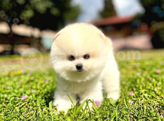 Ayı Surat Pomeranian Boo Yavrularımız