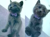 Mavi Rus British Shorthair Süper Irk Yavrular