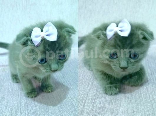 Mavi Rus - Scottish Fold Süper Irk Yavrular görsel