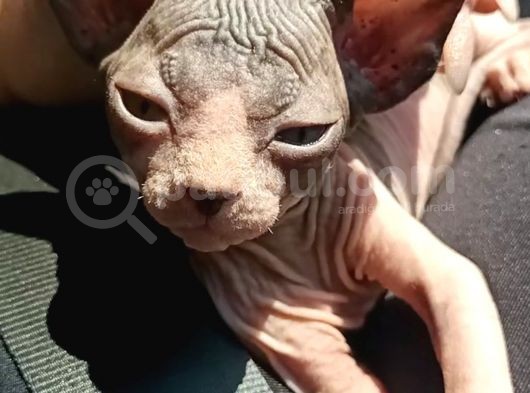 Tüysüz Sıcacık Kanada Sfenks Yavruları görsel