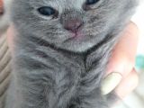 Yavru British Shorthair/Scottish