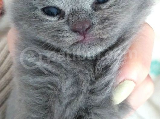 Yavru British Shorthair/Scottish