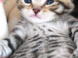 Yavru British Shorthair/Scottish
