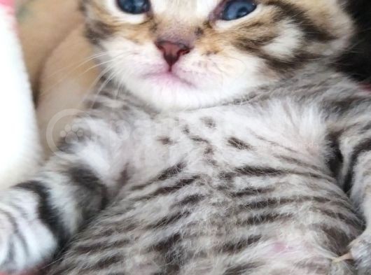 Yavru British Shorthair/Scottish görsel