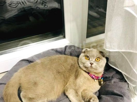 Tina görsel