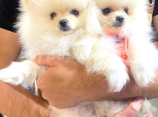 2 Aylık Erkek ve Dişi Pomeranian Boo Yavrularımız