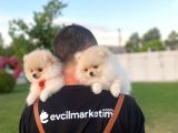 2 Aylık Erkek Ve Dişi Pomeranian Boo Yavrularımız