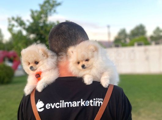2 Aylık Erkek Ve Dişi Pomeranian Boo Yavrularımız görsel