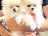 2 Aylık Erkek Ve Dişi Pomeranian Boo Yavrularımız