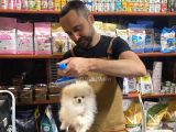 2 Aylık Erkek Ve Dişi Pomeranian Boo Yavrularımız