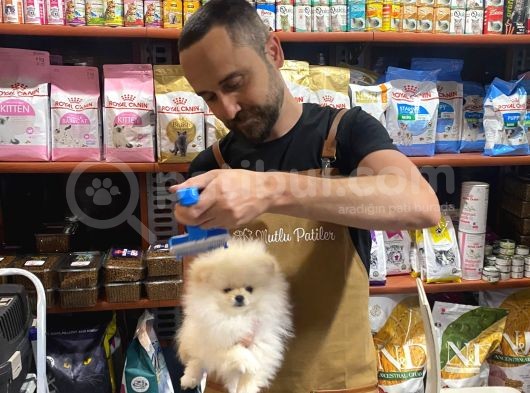 2 Aylık Erkek Ve Dişi Pomeranian Boo Yavrularımız görsel