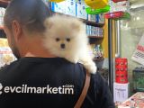 2 Aylık Erkek Ve Dişi Pomeranian Boo Yavrularımız
