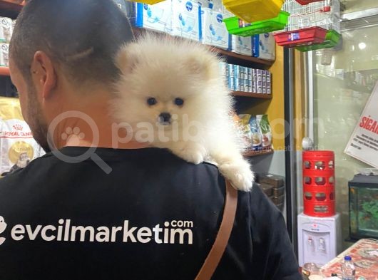 2 Aylık Erkek Ve Dişi Pomeranian Boo Yavrularımız görsel