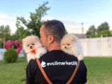 2 Aylık Erkek Ve Dişi Pomeranian Boo Yavrularımız