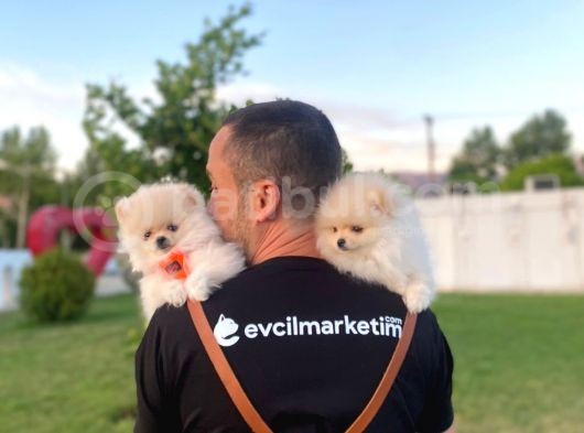 2 Aylık Erkek Ve Dişi Pomeranian Boo Yavrularımız görsel